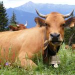 Maison de la montagne de Nâves Vache tarine